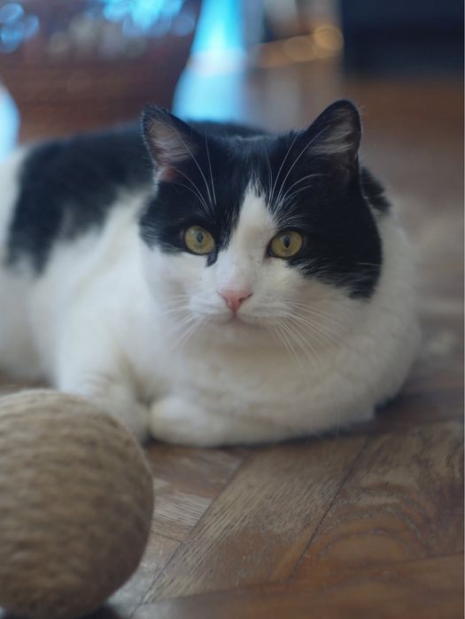 Котик шукає дім. Імʼя Кузя