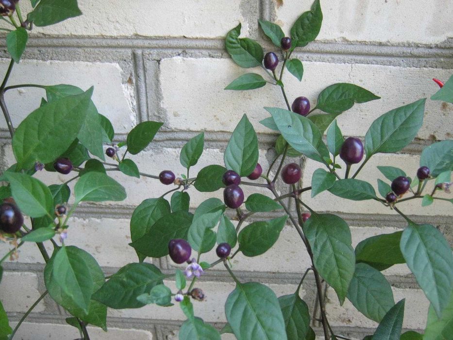 перец горький, острый, комнатный