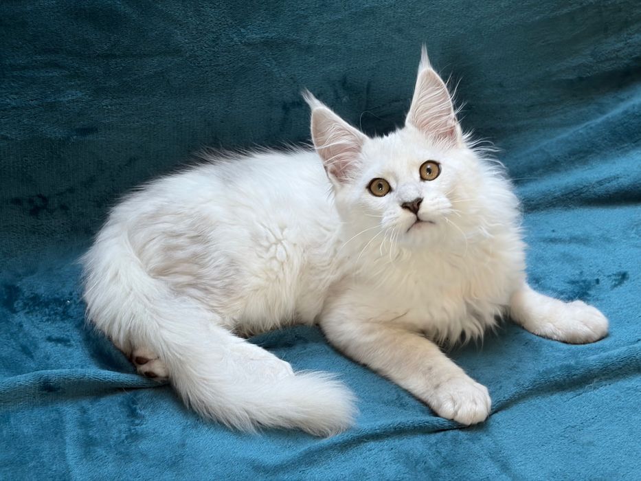 Kocurek Maine Coon shaded