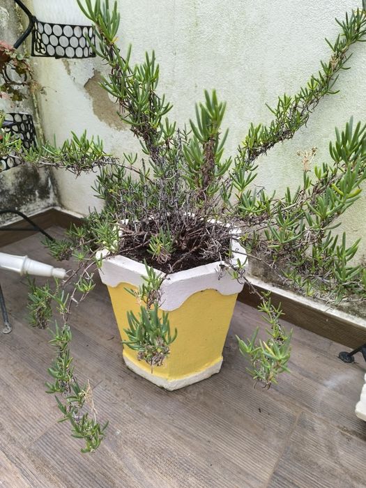 Vasos com flores 5€