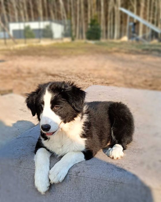 Border collie szczenię
