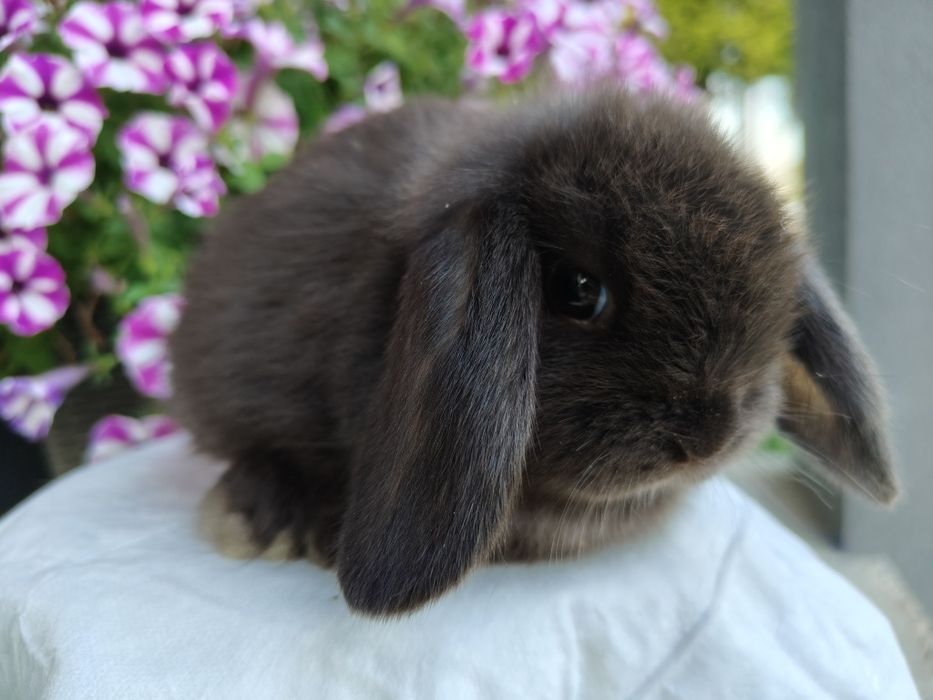 Mini Lop królik gotowe do odbioru