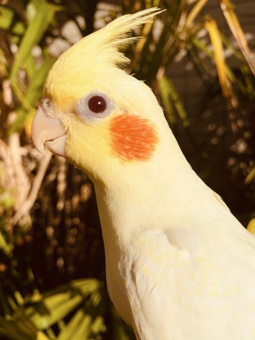 Caturra domesticada lutina grande oportunidade