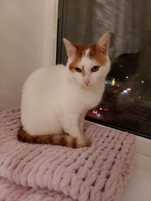 Котик , лагідний