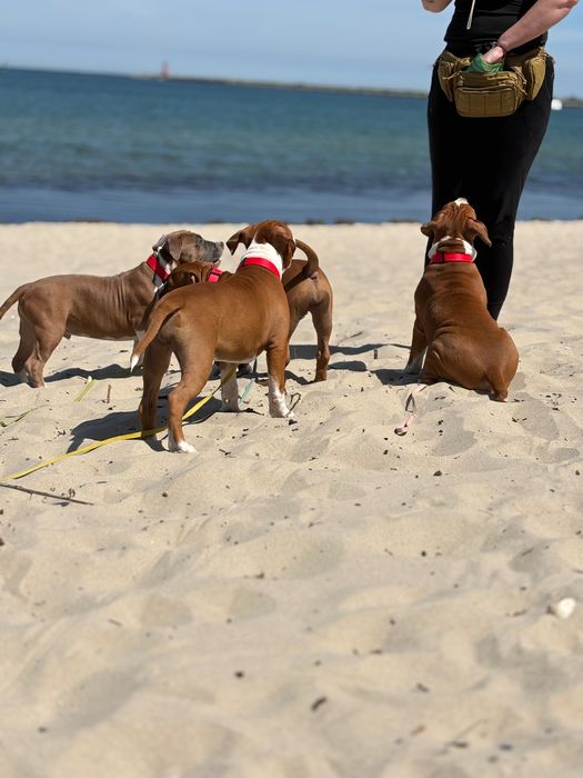 Suczka Amstaff FCI zkwp