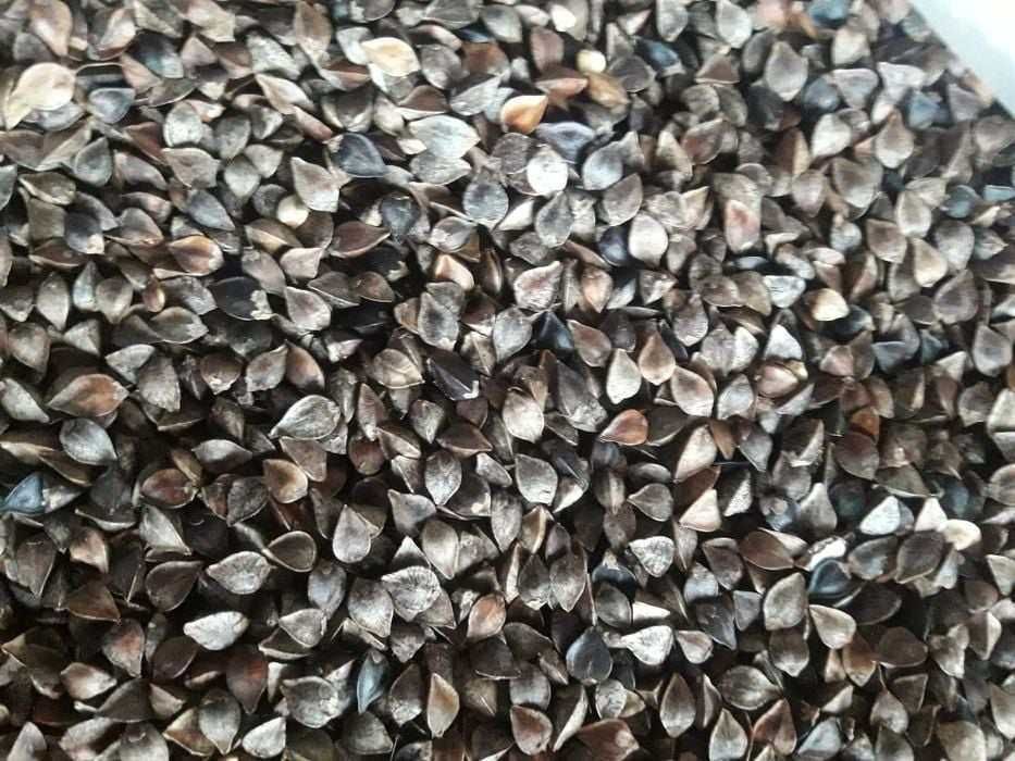 Gryka, Łubin wąskolistny słodki oraz gorzki