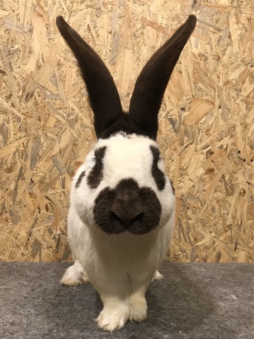 Німецький строкач гавана