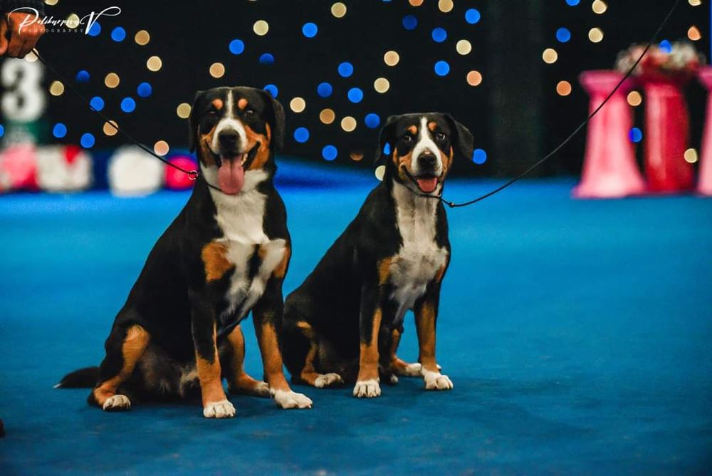 Ентлебухер зенненхунд Olymp! Майбутній чемпіон! Fci entlebucher
