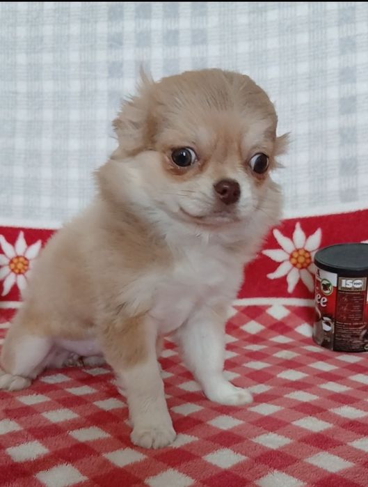 Стандартна дівчинка,КСУ,у Львові