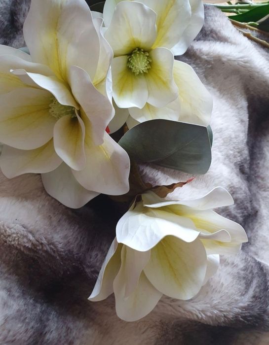 Kwiaty magnolii + gratis