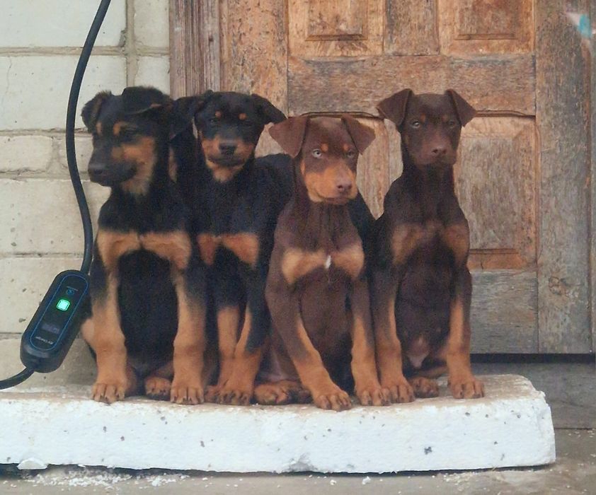 Добермани МЕТИСИ