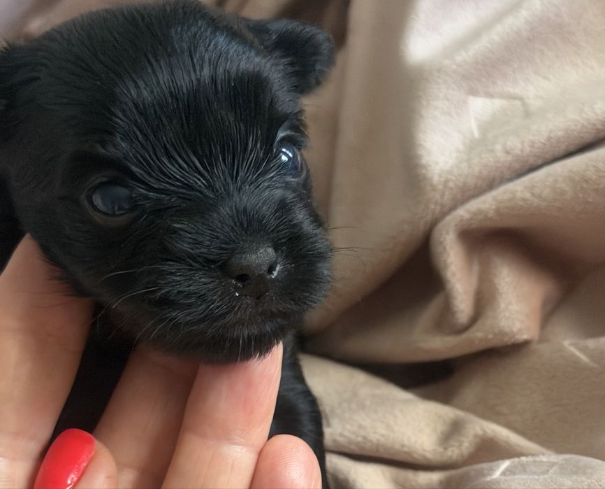 Yorkshire terrier czarny