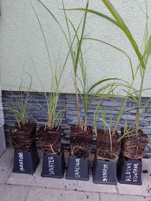 Miskant chiński Gracillimus Silberspinne  kleine fontane i min