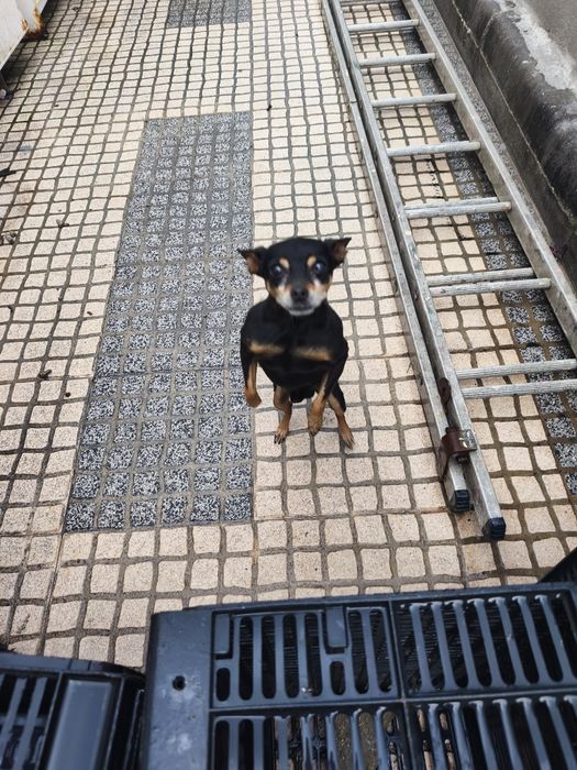 cão de raça pinscher com 6 anos muito pequeno e meiguinho para adoção, responsável .