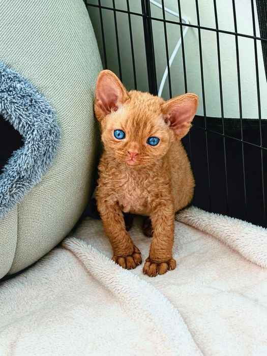 Kotka Devon Rex Zarezerwowana