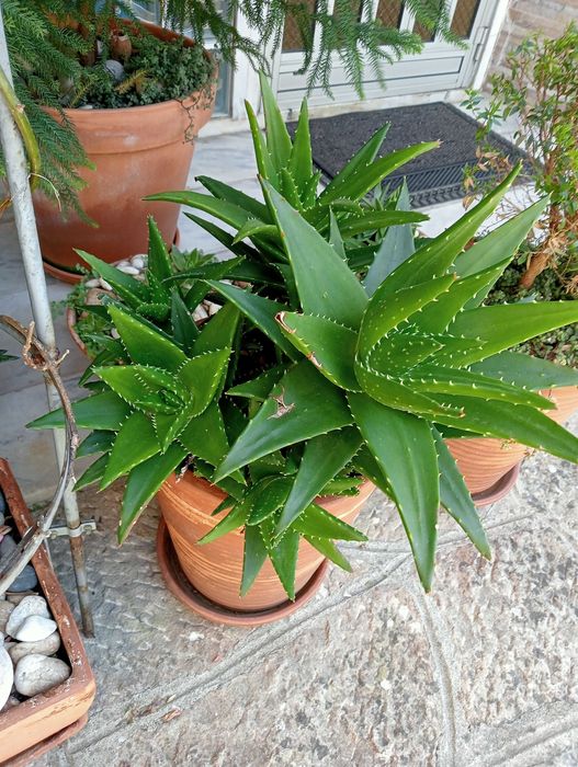 Planta natural, coroa