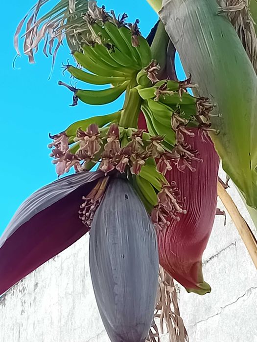 Bananeira em vaso grande de barro