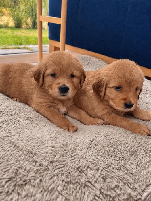 Suczka Golden Retriever - linia amerykańska