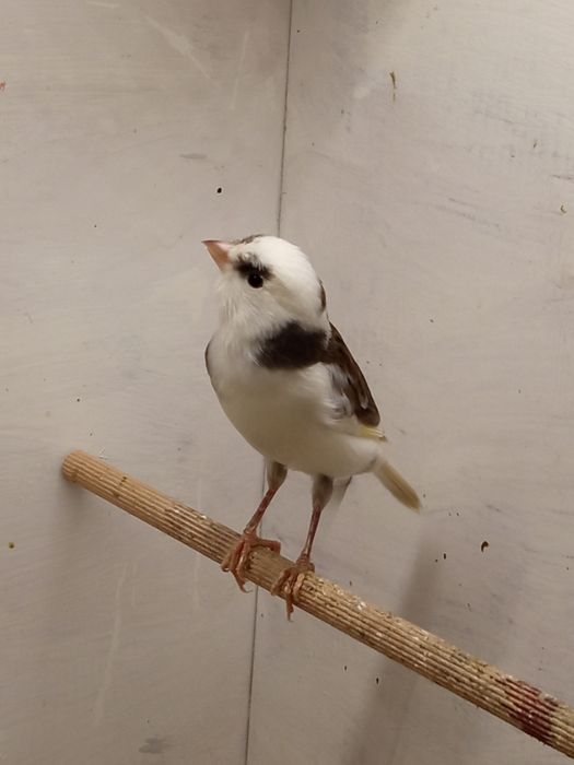 Sprzedam samca kanarka