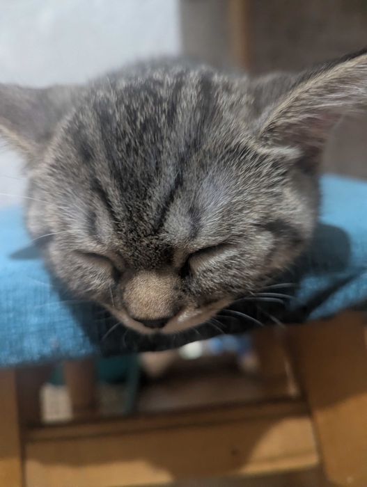 Шотландске кошеня 3 місяця