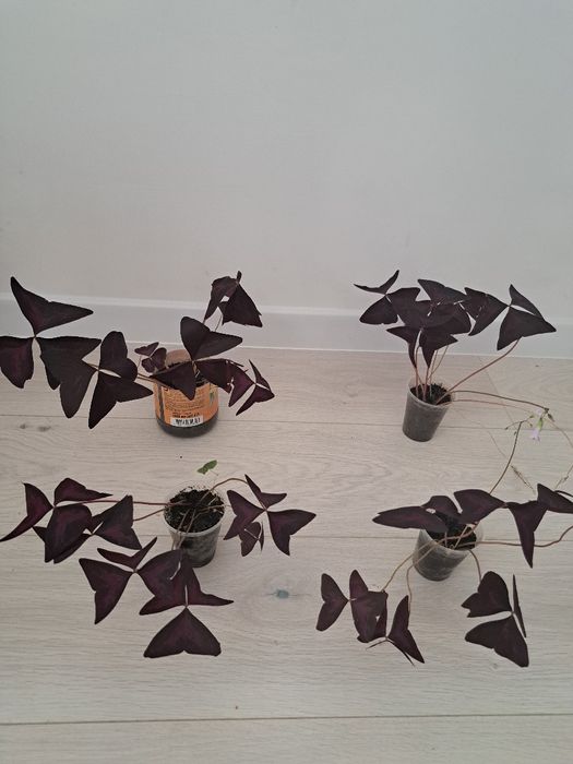 Кислиця оксаліс зелена, фіолетова