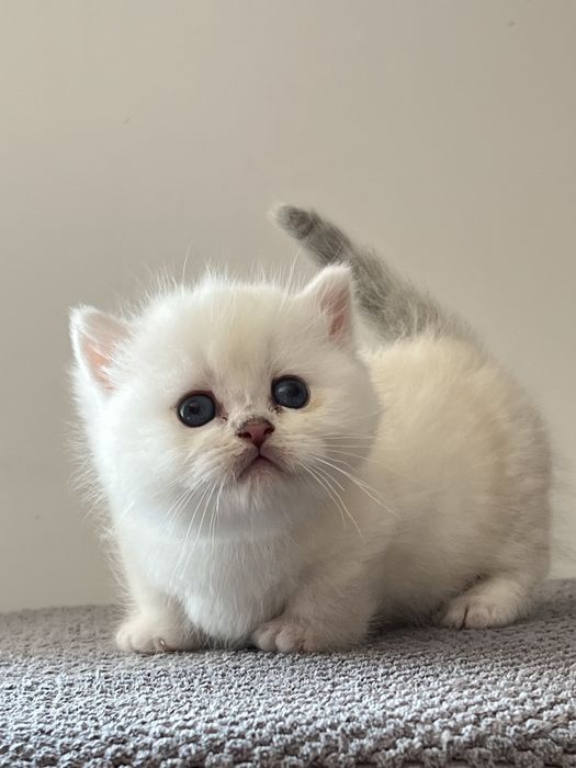 Манчкин мальчик