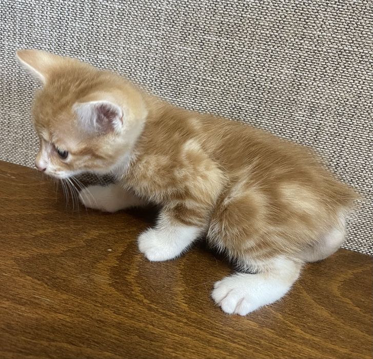Кошенята Курильский бобтейл
