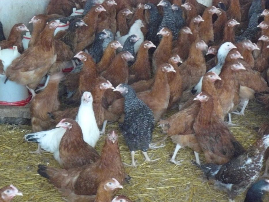 Kury nioski ,Gęsi , perliczki brojlerowe ,kaczki   Pekin .
