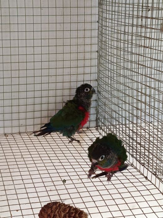 Papagaio Senegal, Meyeri, Rosela, Pyrrhuras