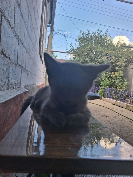 Продаю котят. Район Амур-Нижнеднепровский. Котята приучены к лотку. Есть девочки и мальчики.