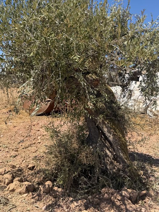 Oliveiras Milenares e Centenárias – Grande Porte