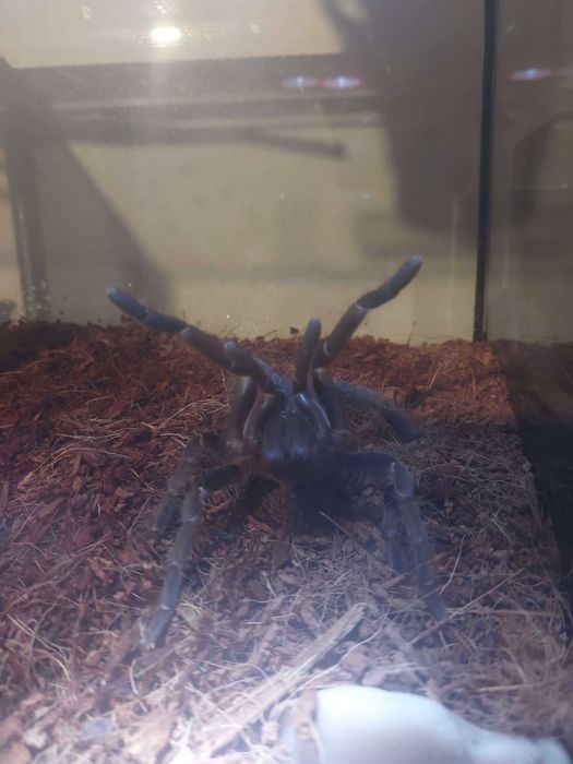 Ptasznik Pająk Hysterocrates gigas samica 5,5 DC z terraraium