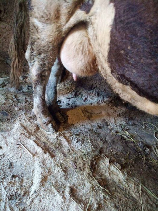 Продаж.    Корів