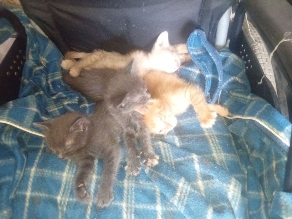 Dou gatinhos bebes