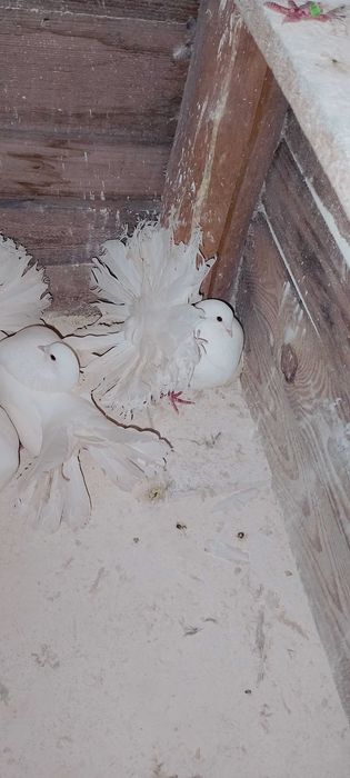 Pawiki Chalin Ryszarda