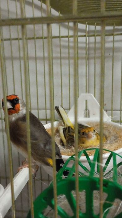 gaiola com tudos lindos