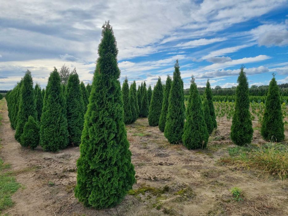 Tuja szmaragd 250 cm, żywotnik zachodni ,,smaragd", Thuja occidentalis