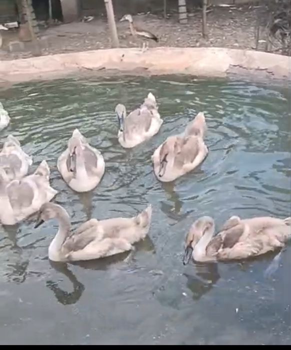 Cisnes brancos e pretos