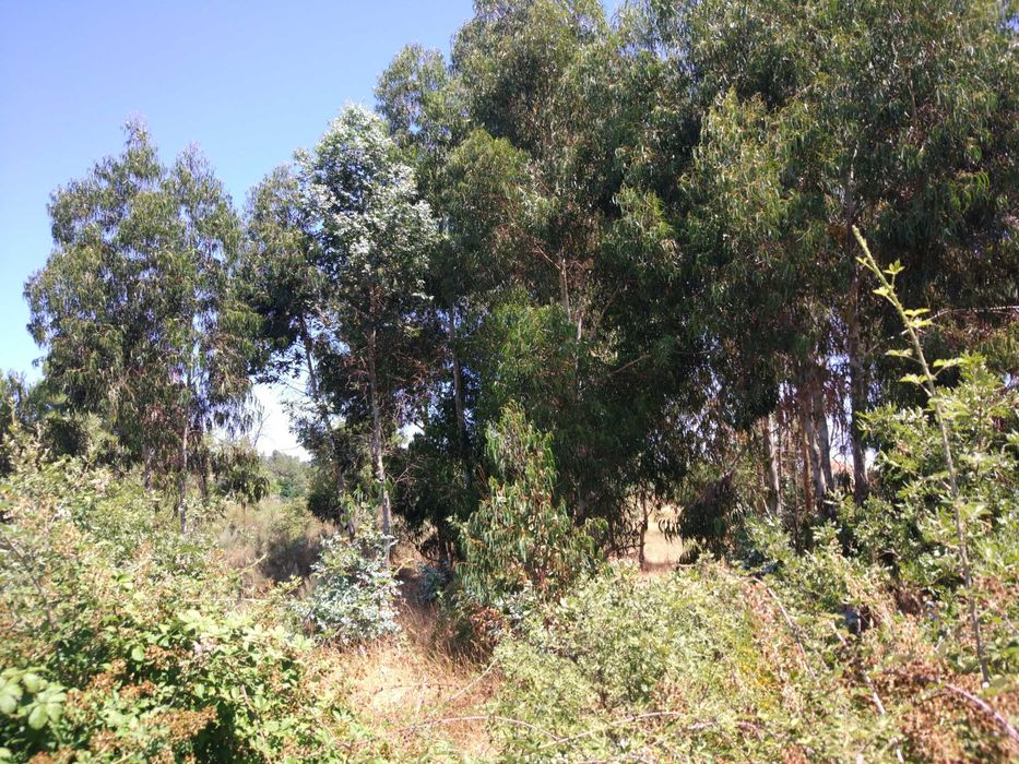 Quinta em terreno rústico 5 ha Belmonte Gare