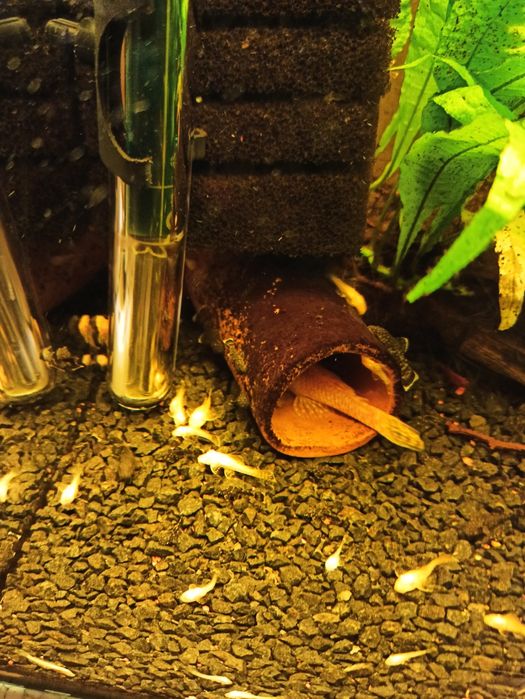 Złoty glonojad zbrojniki niebieski