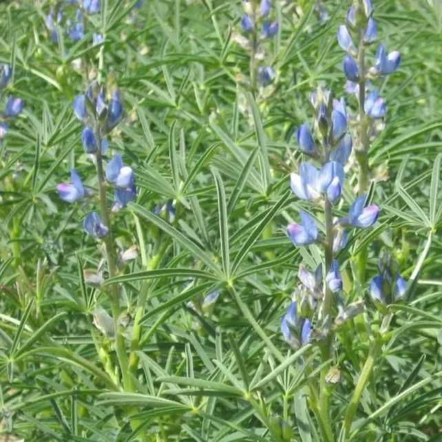 Łubin gorzki KARO – kwalifikowany materiał siewny