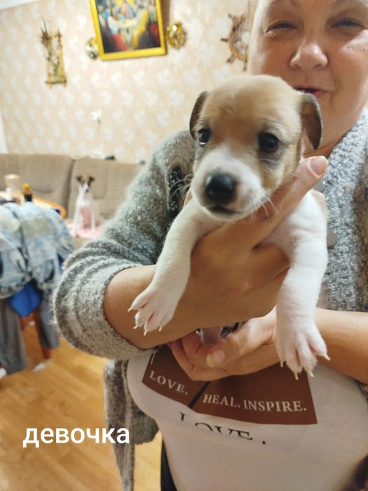 Щенки джек рассела резерв