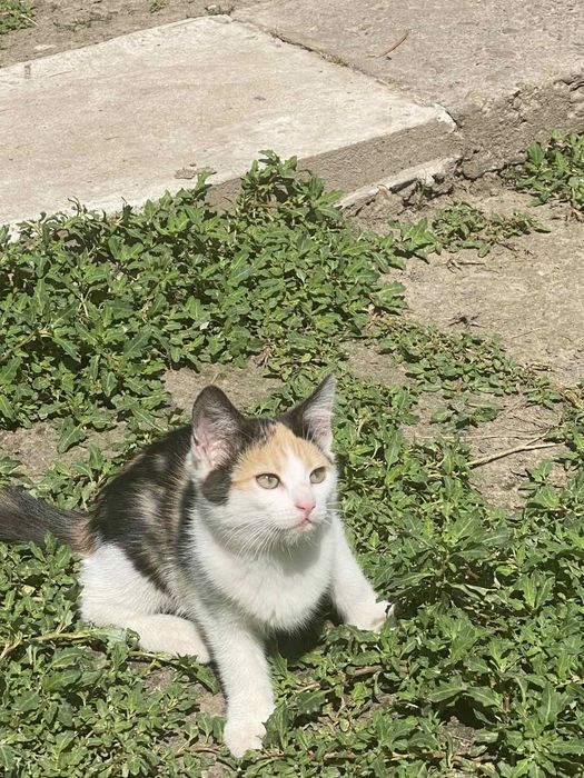 Котики в добрі руки