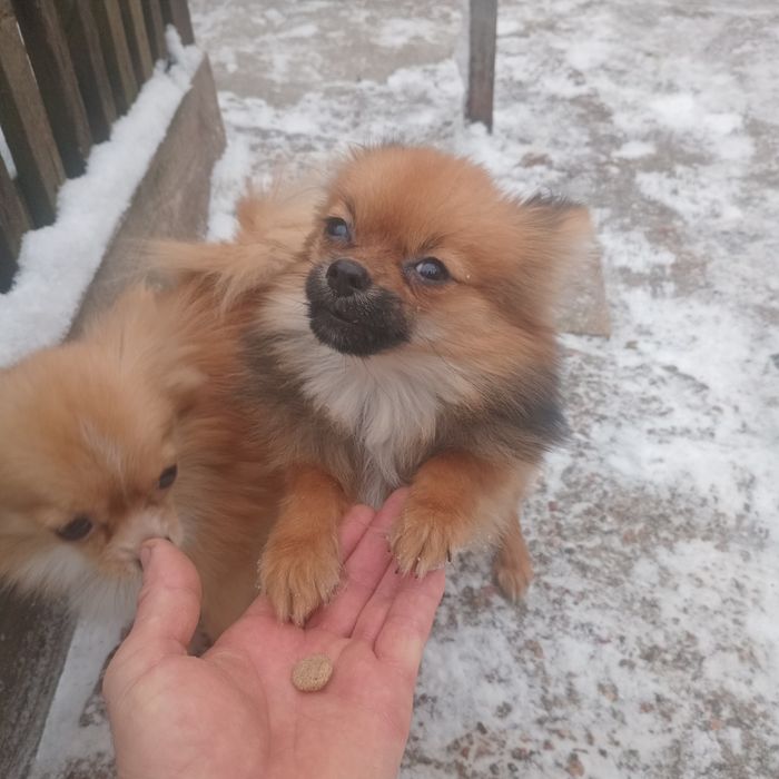 Чудовий шпіцик(хлопчик)