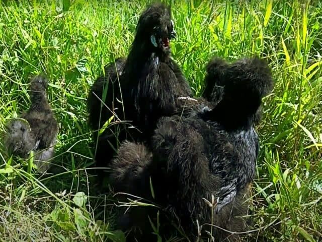 Китайська шовкова, птиця (чорна, шоколад). Яйце інкубаційне.