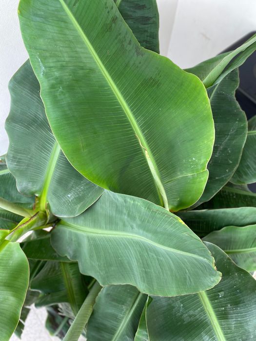 Bananeiras „Musa Dwarf Cavendish“