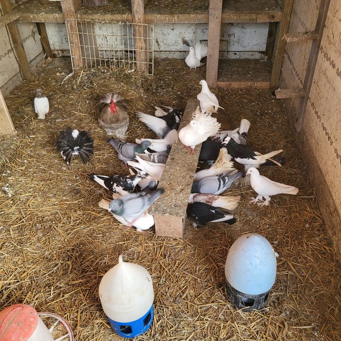 Różne rasy redukcja gołębnika