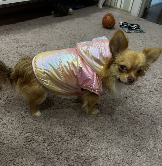 Одяг для собак маленьких порід