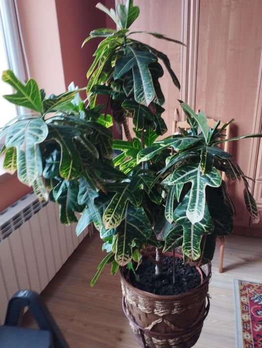 Kroton duży 20 letni