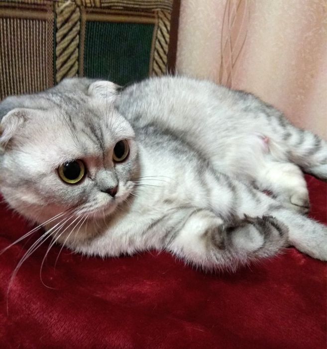 Шотландский прямовухий котик